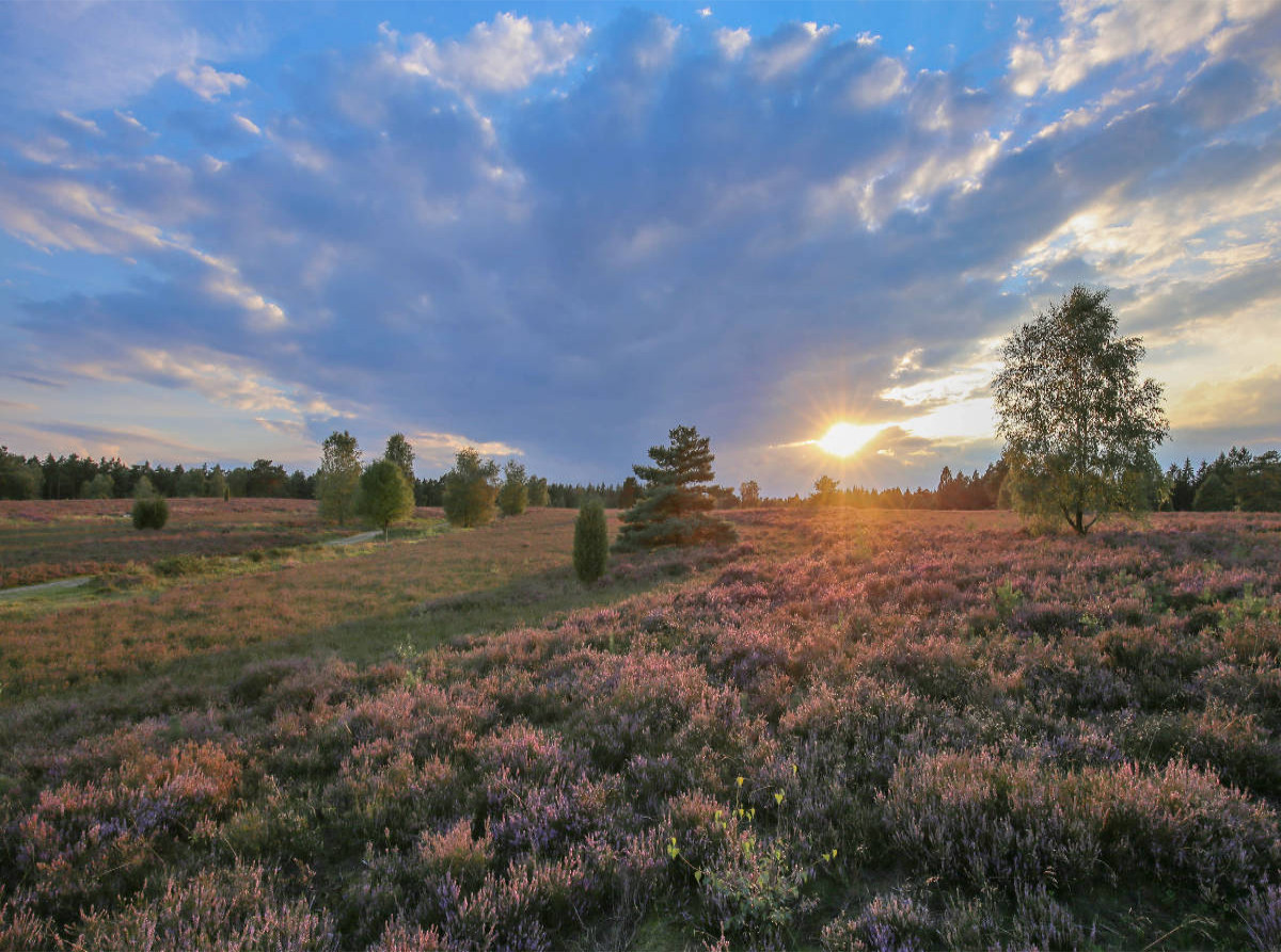 Sonnenuntergang im Büsenbachtal bei Handeloh