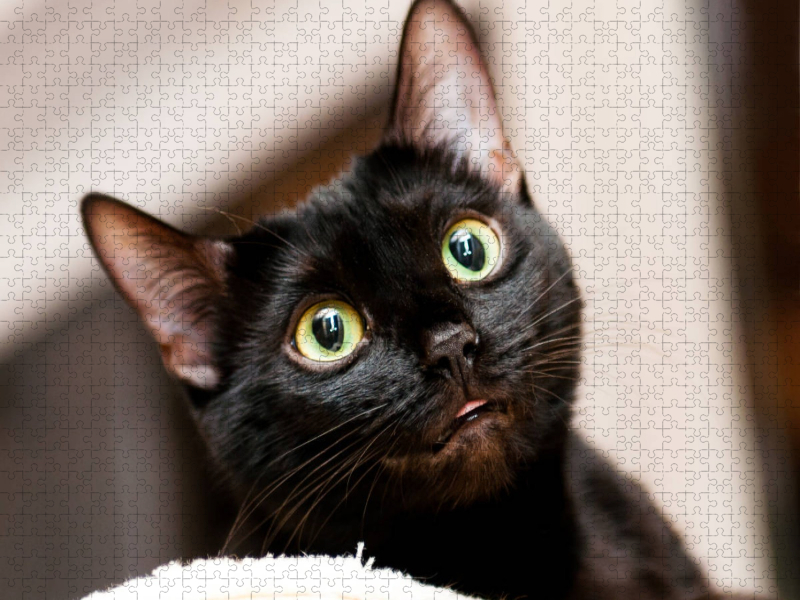 Bethari Pinu -  Black rosetted Bengal
