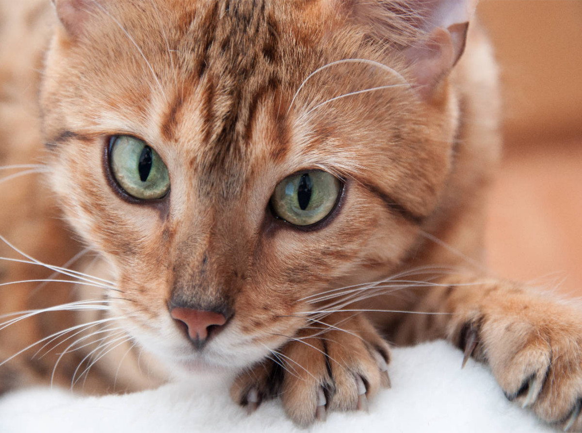 Bethari Hita - Brown rosetted Bengal
