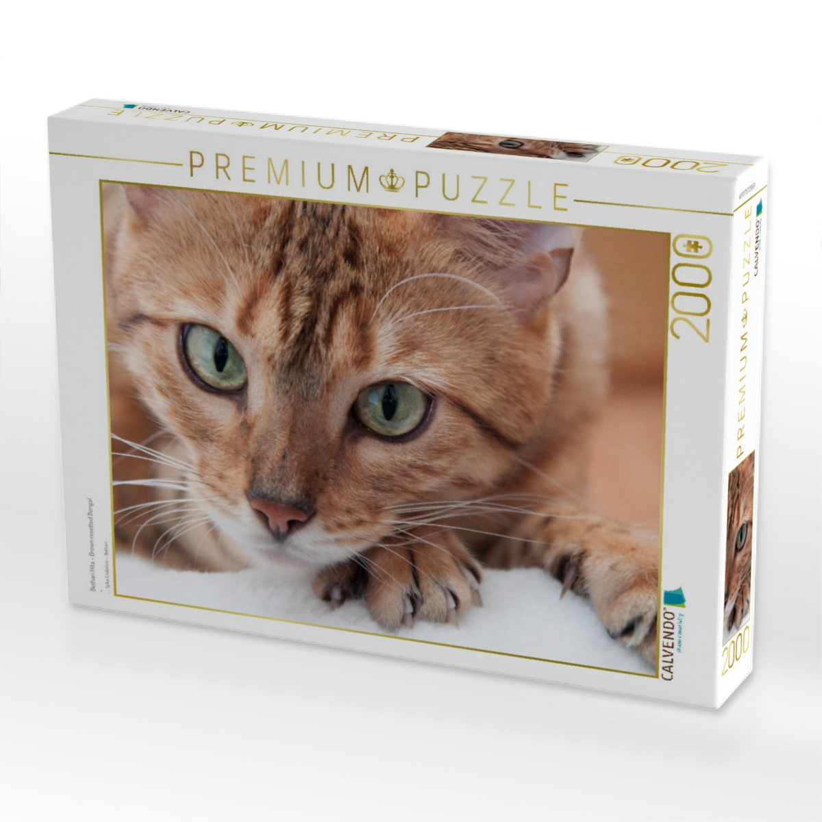 Bethari Hita - Brown rosetted Bengal