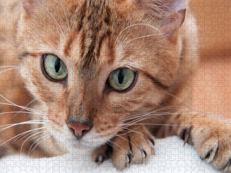 Bethari Hita - Brown rosetted Bengal