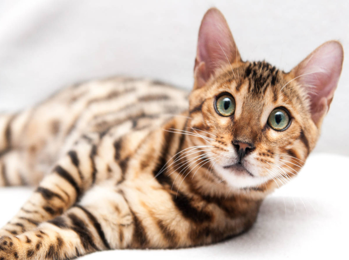 Bethari Vinu - Brown rosetted Bengal