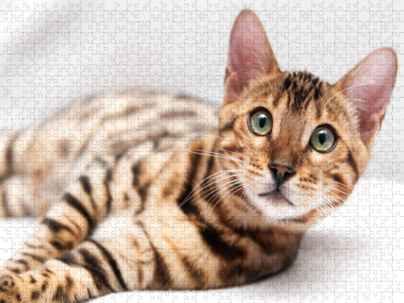 Bethari Vinu - Brown rosetted Bengal