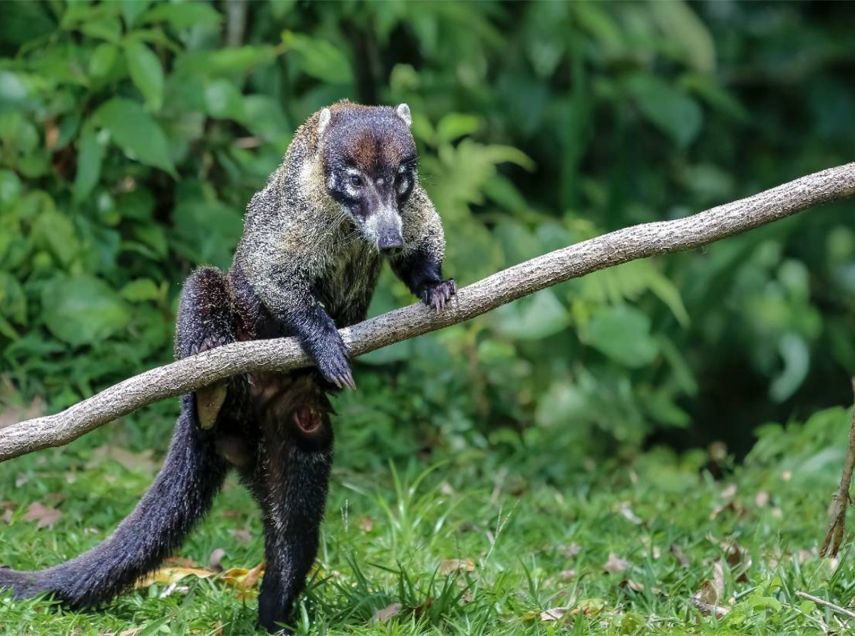 Nasua, der Nasenbär