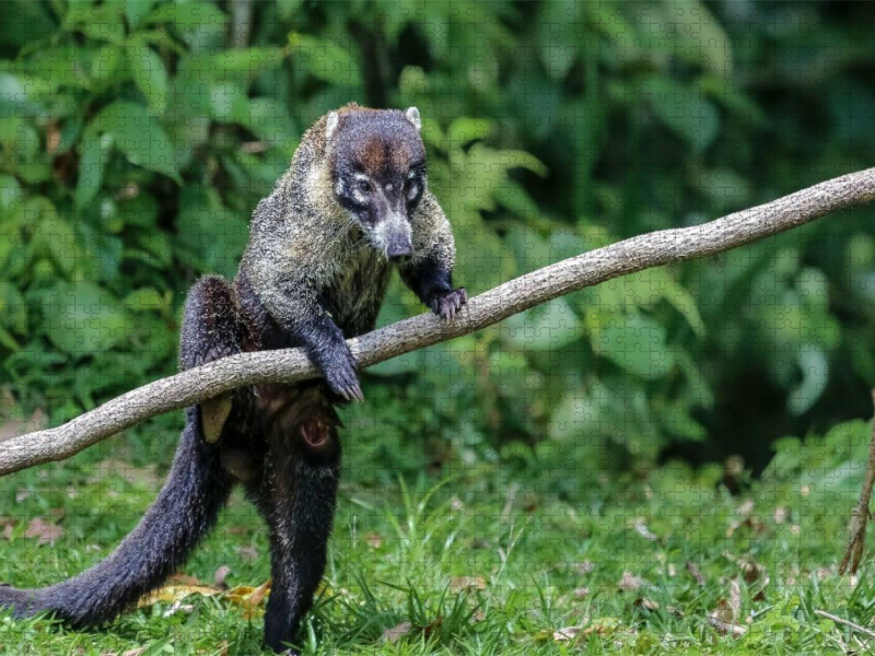 Nasua, der Nasenbär