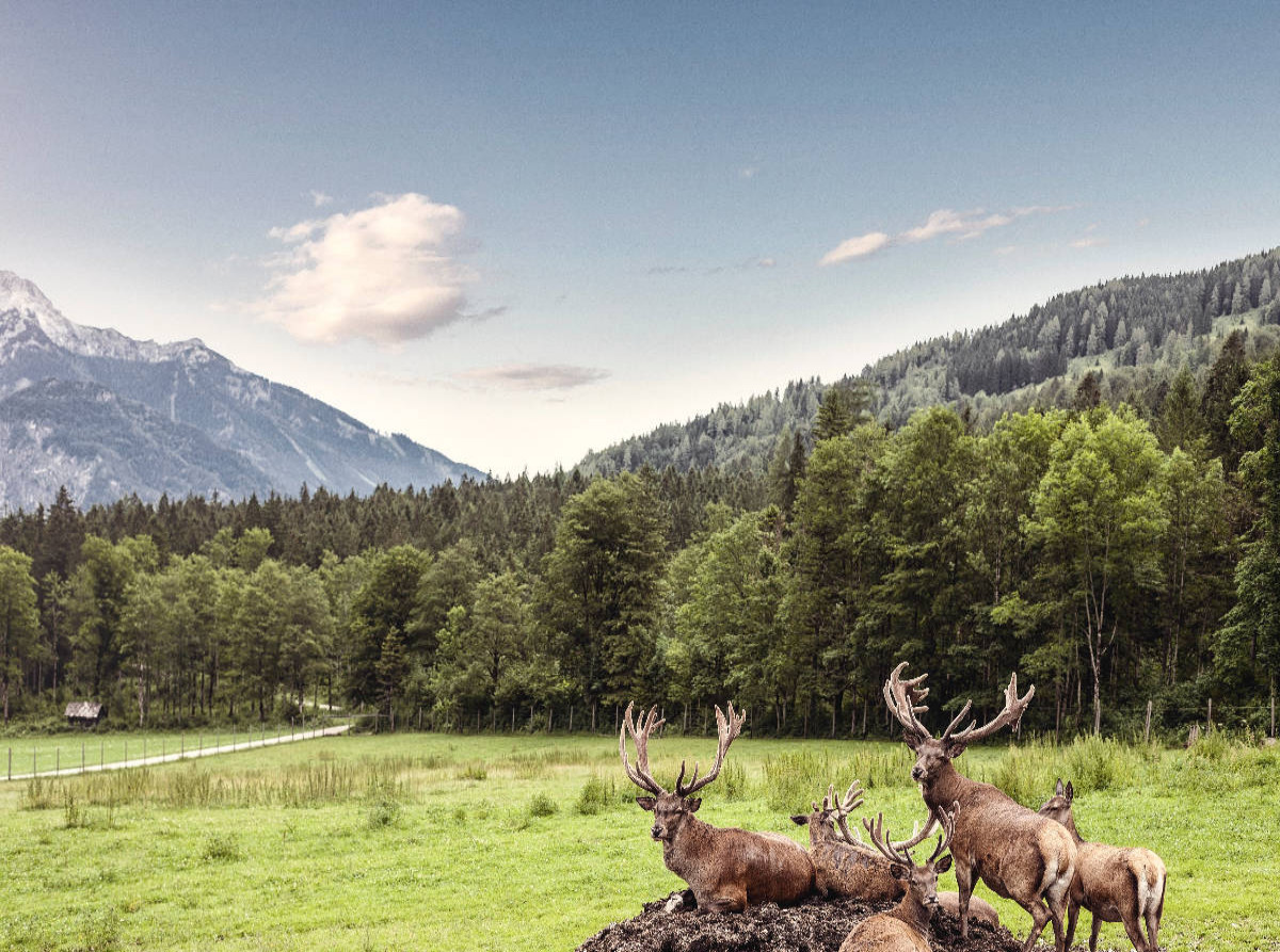 Eine Herde Rotwild weiden in der schönen Natur in den Bergen von Hinterstoder