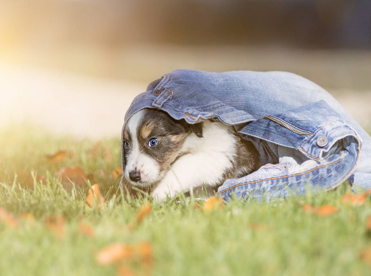 Border Collie Welpe mit Jeans