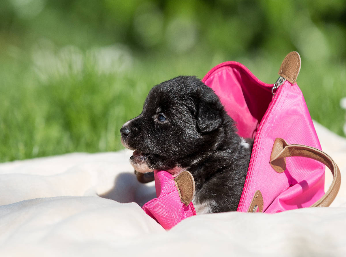 Border Collie Welpe in Handtasche