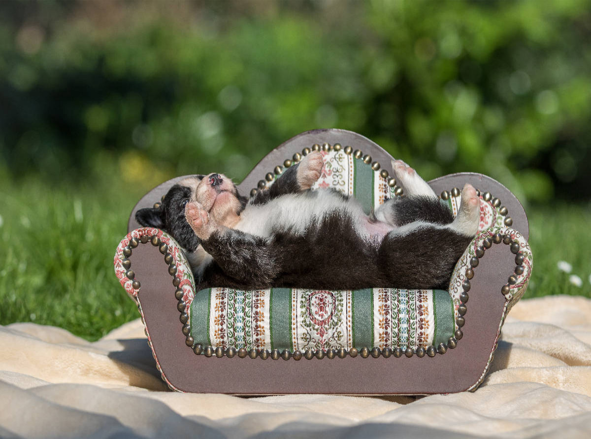 Border Collie Welpe liegt auf kleinem Sofa