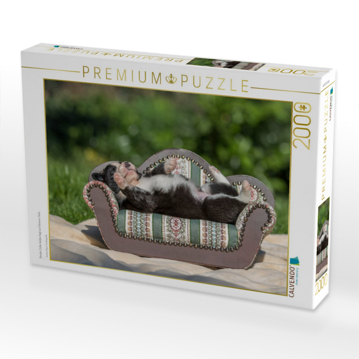 Border Collie Welpe liegt auf kleinem Sofa