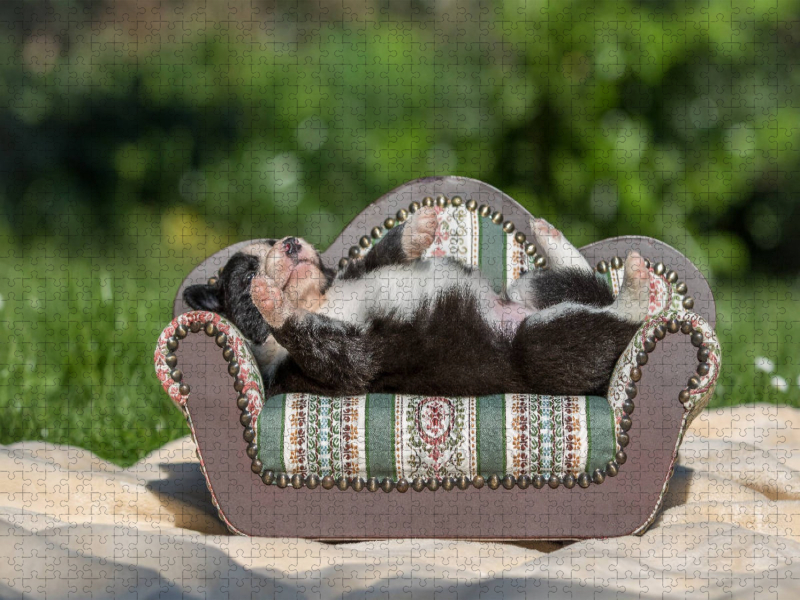 Border Collie Welpe liegt auf kleinem Sofa
