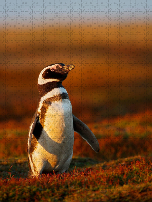 Magellan-Pinguin