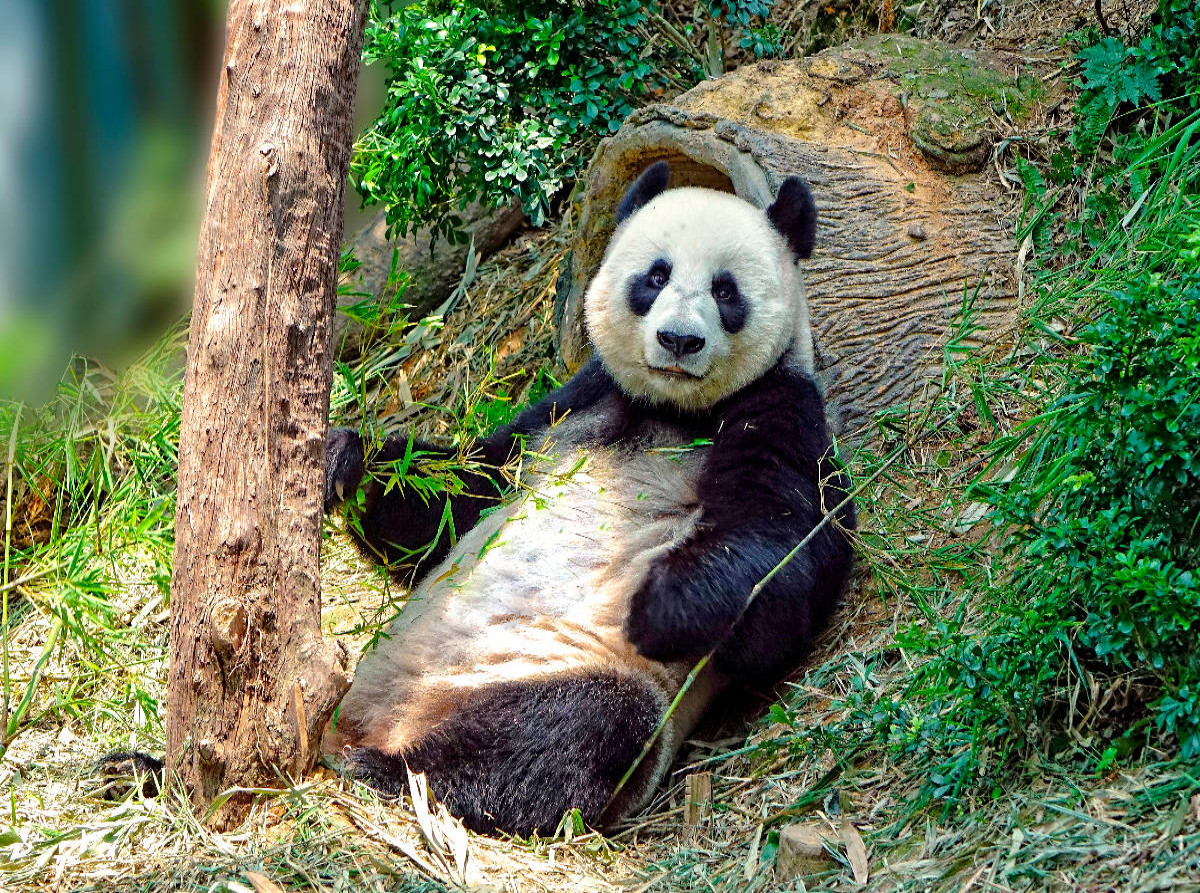 Niedlicher Panda