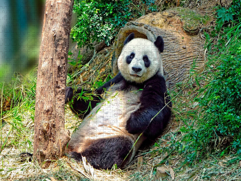 Niedlicher Panda