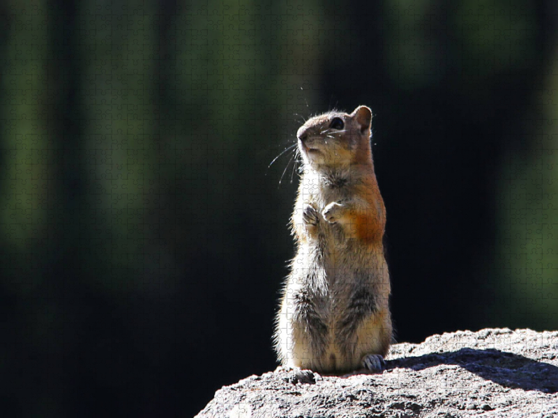 Chipmunk