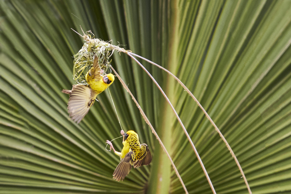Webervögel bauen ihre Nester