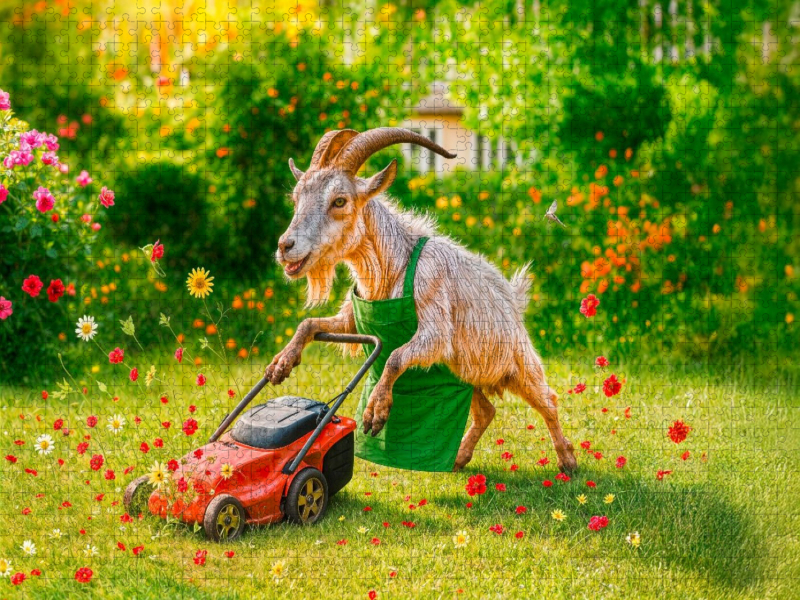 Ziegenbock als Gärtner mäht Rasen und alle Blumen ab