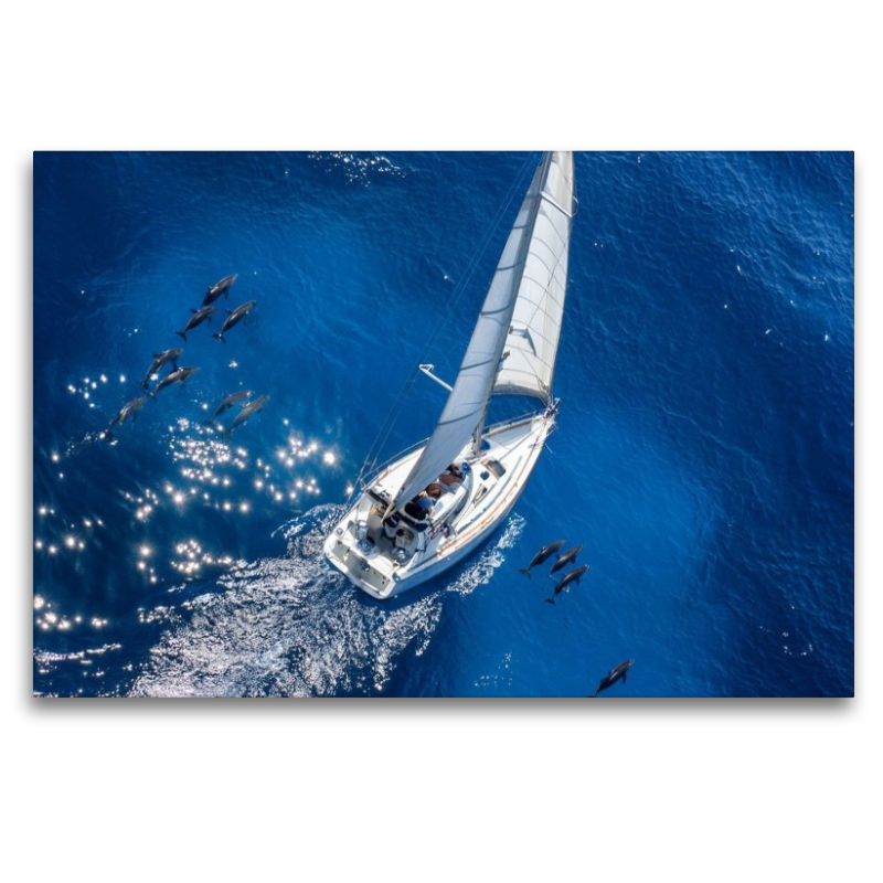 Delfine begleiten ein Segelboot