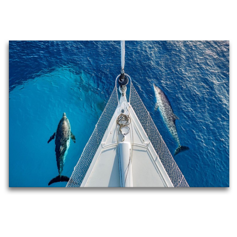Delfine am Bug eines Schiffes