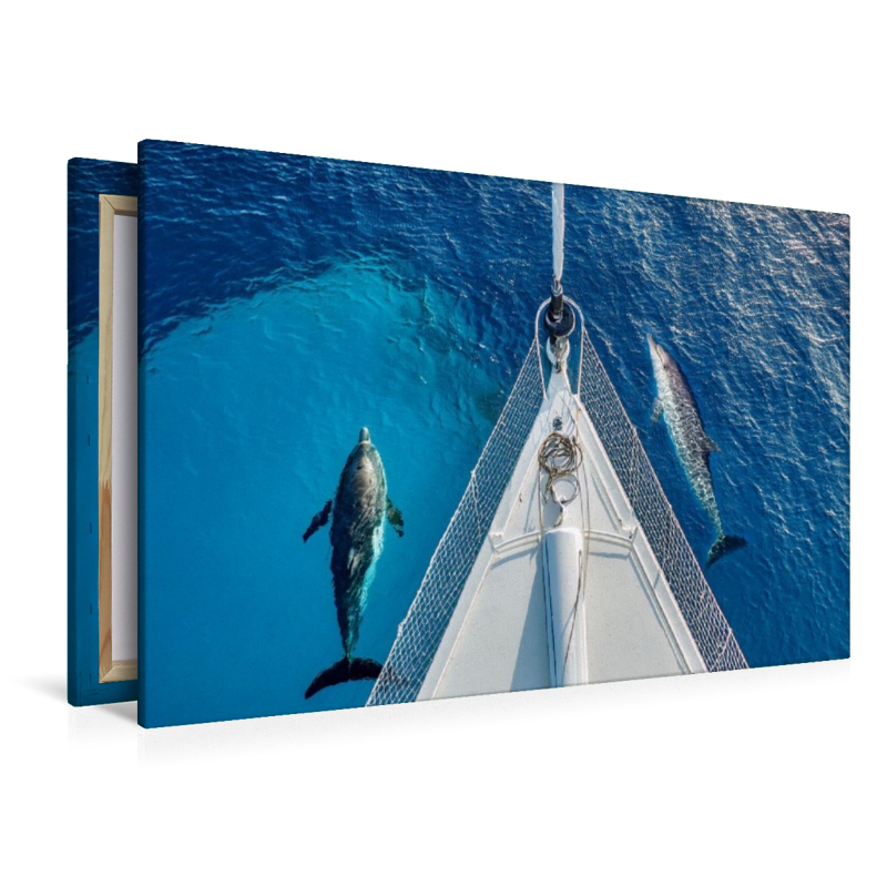 Delfine am Bug eines Schiffes