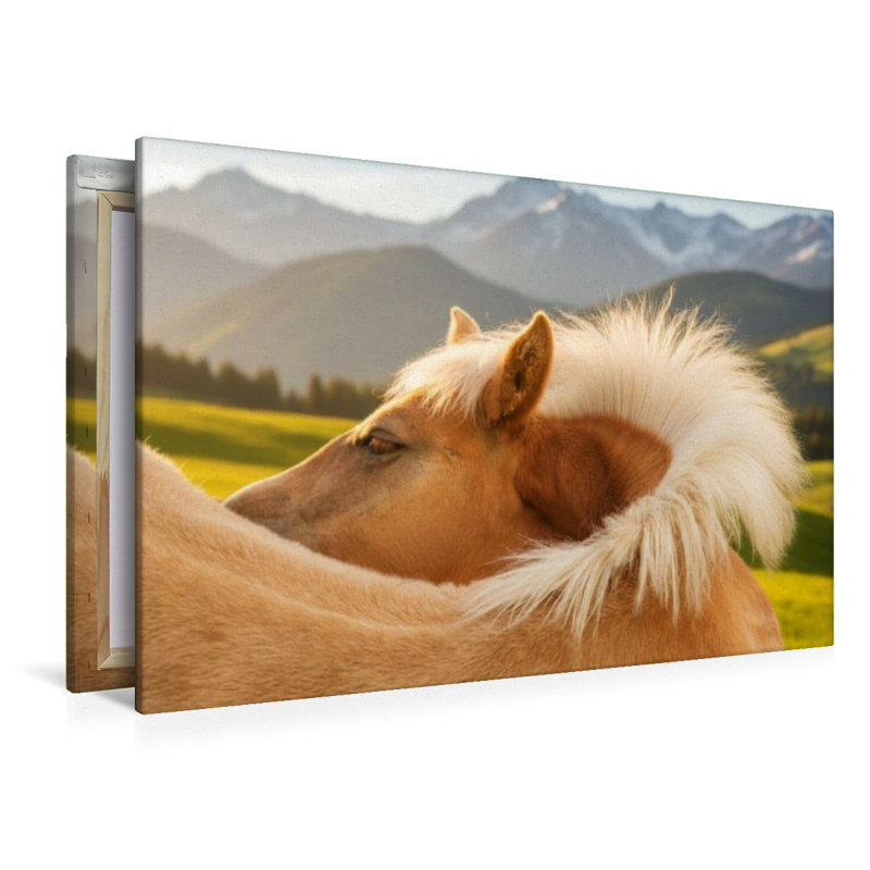 Haflinger Fohlen - juckende Stelle