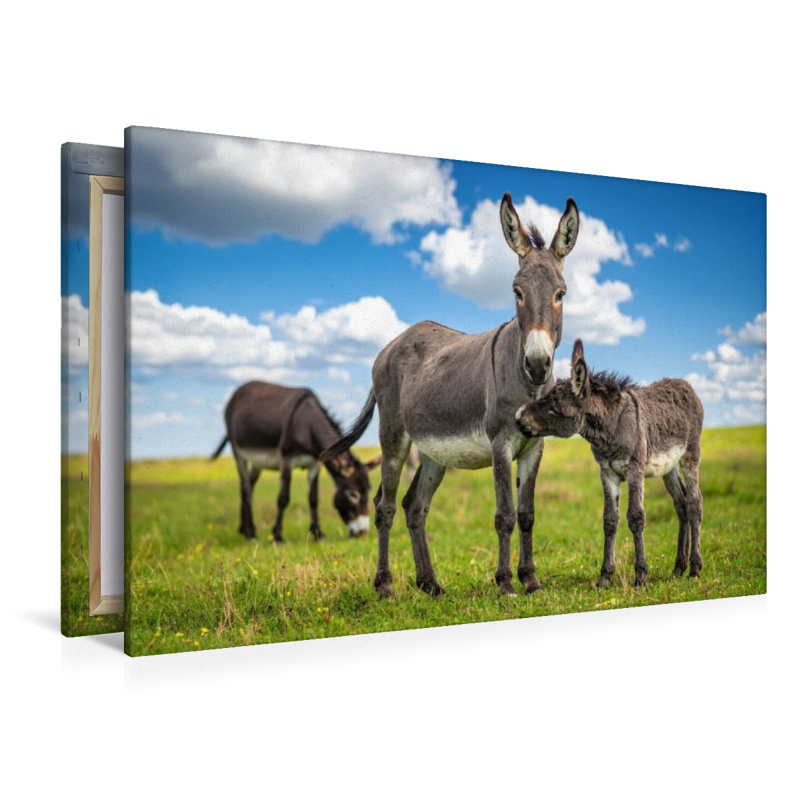 Eselstute und Fohlen