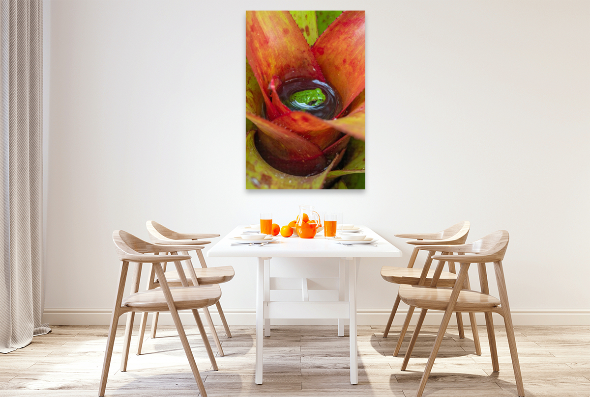 Bromelien - Lebensraum für Frösche