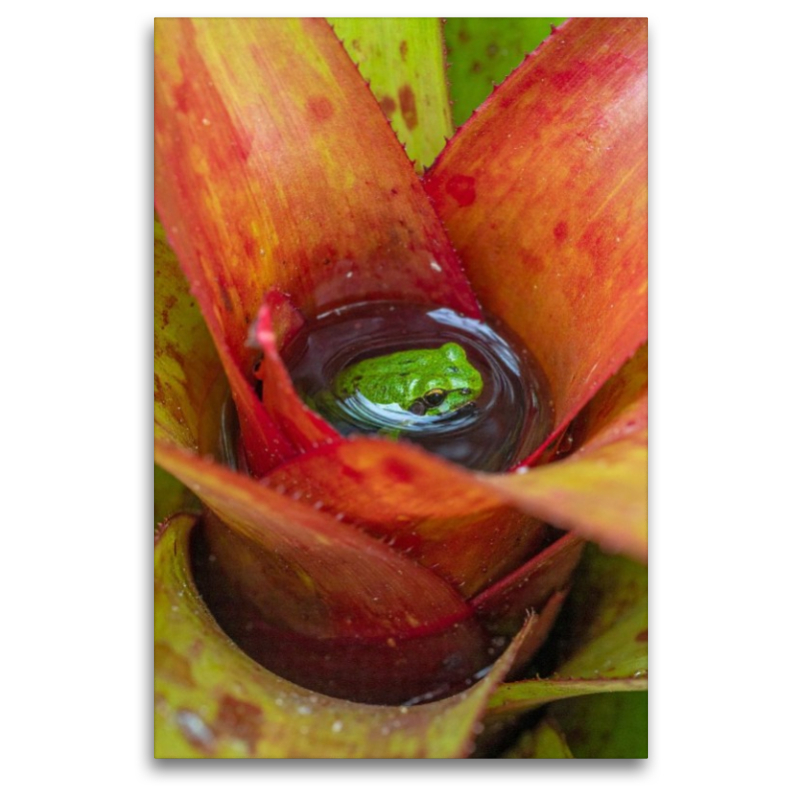 Bromelien - Lebensraum für Frösche