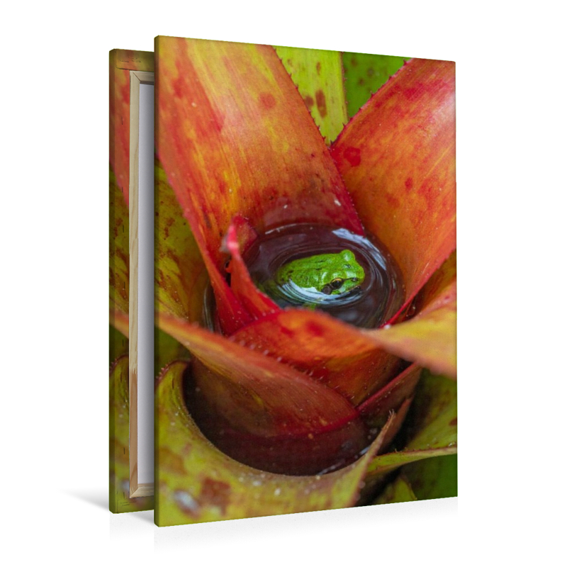 Bromelien - Lebensraum für Frösche