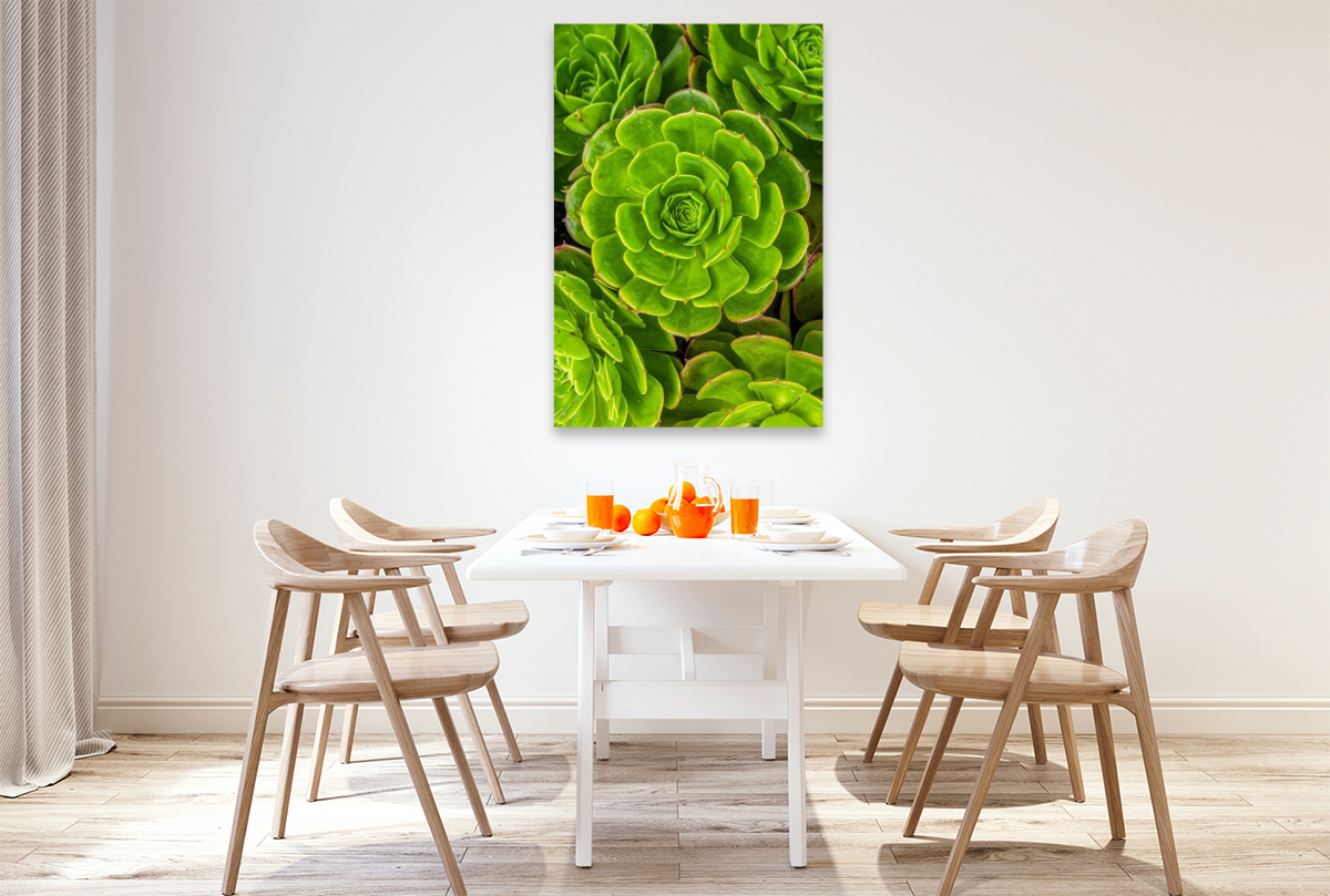 Aeonium Sukkulenten von oben