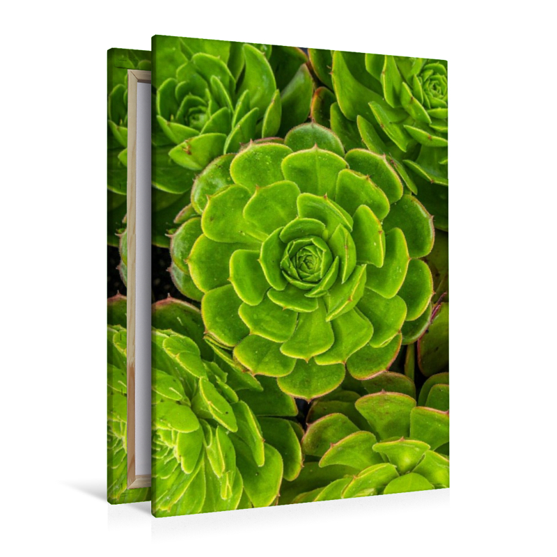 Aeonium Sukkulenten von oben