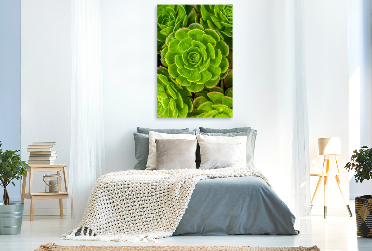 Aeonium Sukkulenten von oben