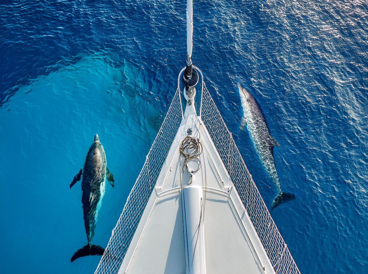Delfine am Bug eines Schiffes