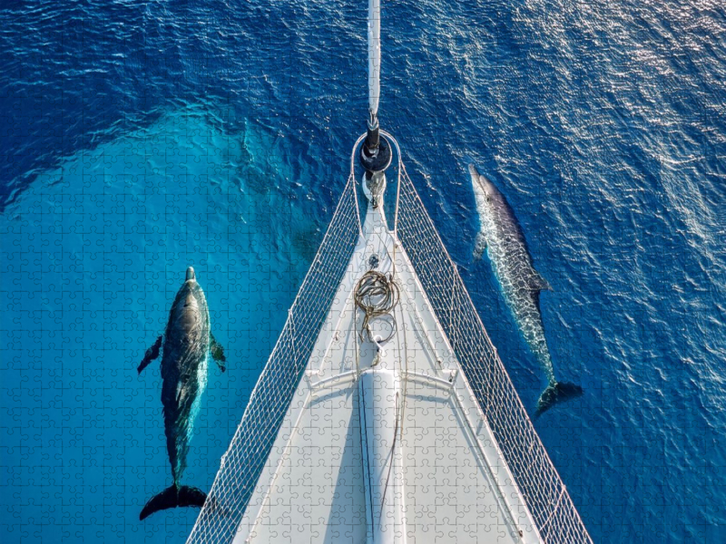 Delfine am Bug eines Schiffes