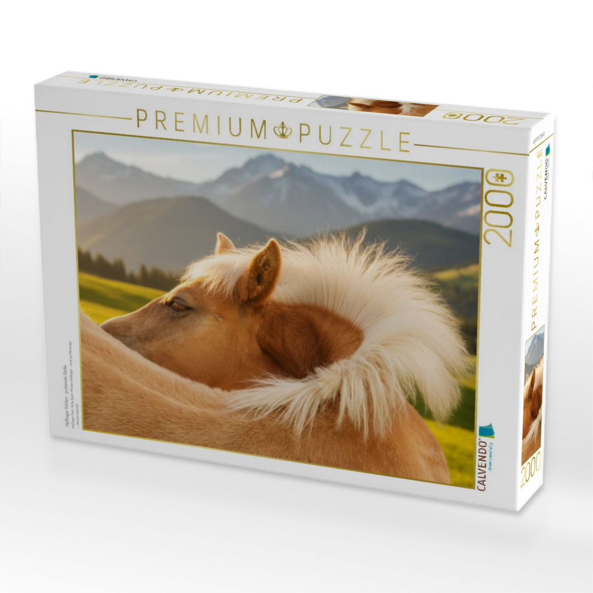 Haflinger Fohlen - juckende Stelle
