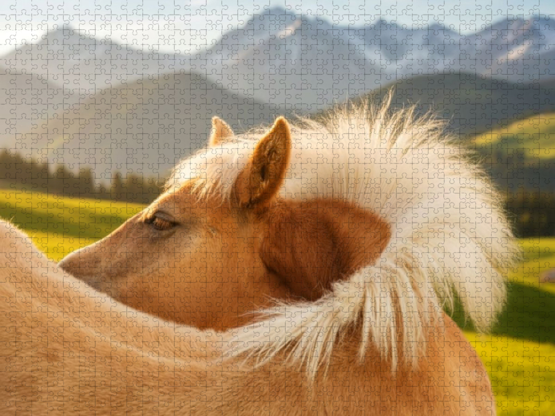 Haflinger Fohlen - juckende Stelle