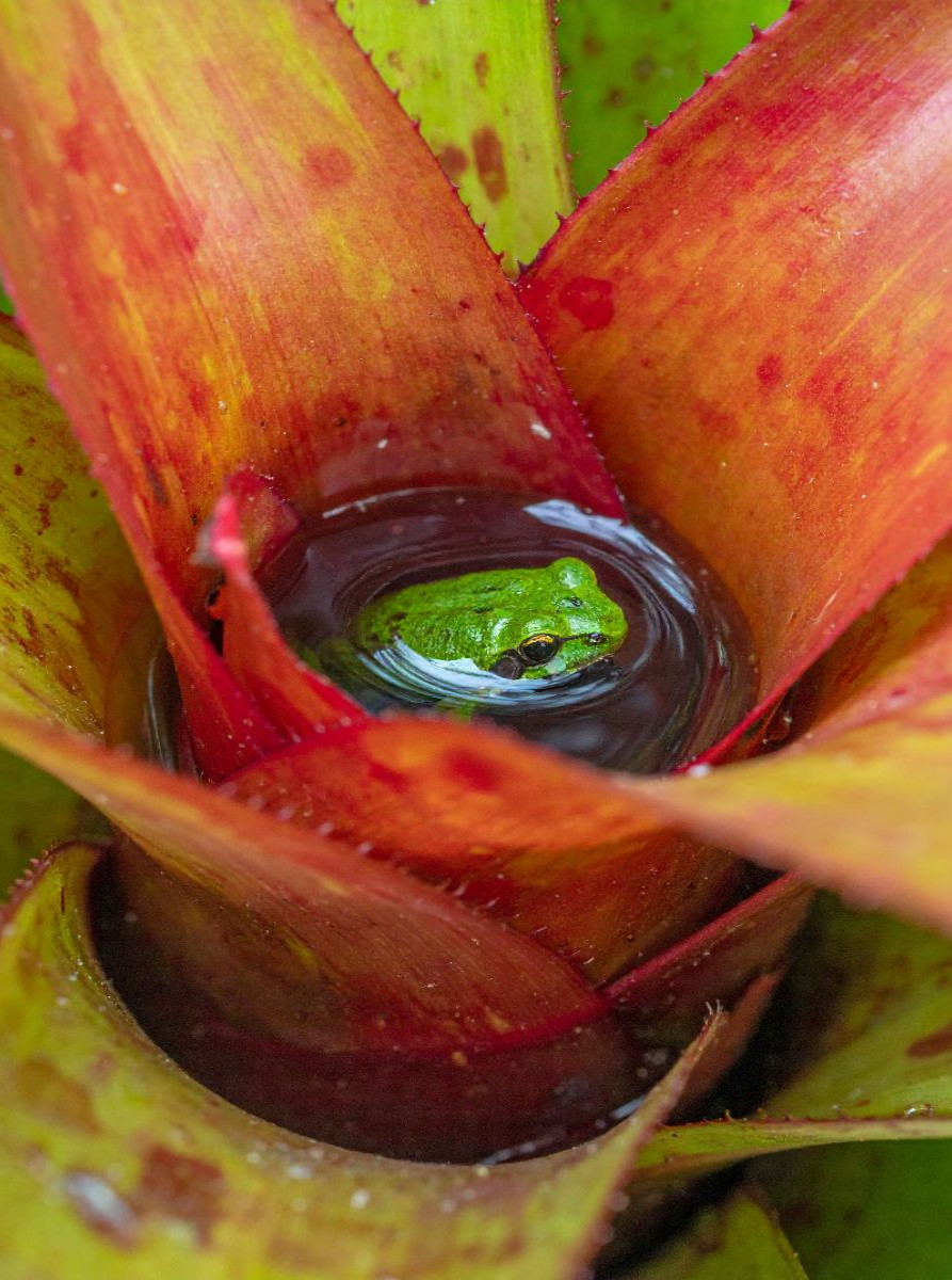 Bromelien - Lebensraum für Frösche