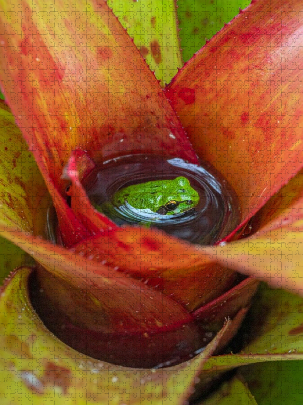 Bromelien - Lebensraum für Frösche