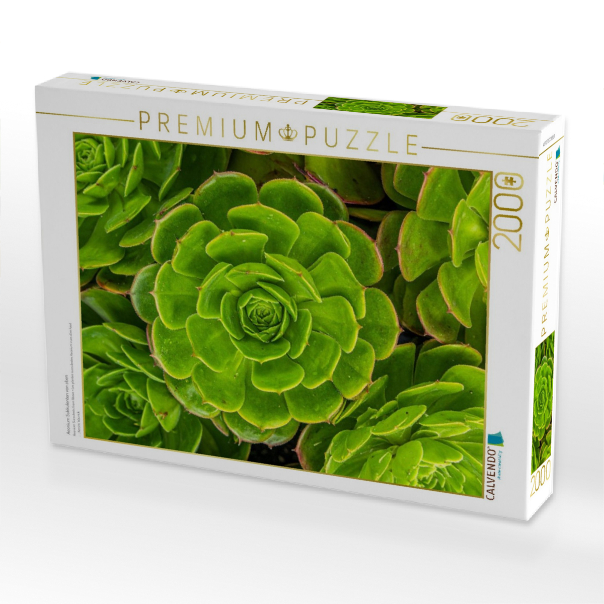 Aeonium Sukkulenten von oben