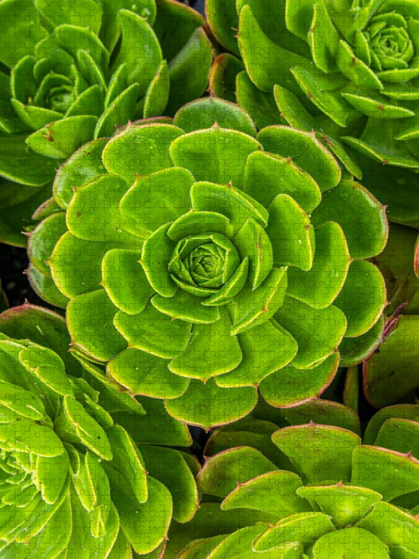 Aeonium Sukkulenten von oben