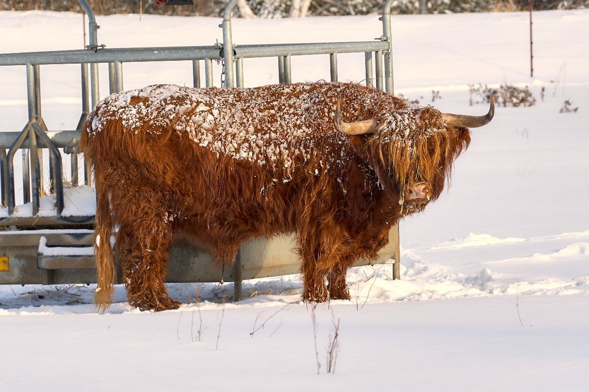 Winterkönig