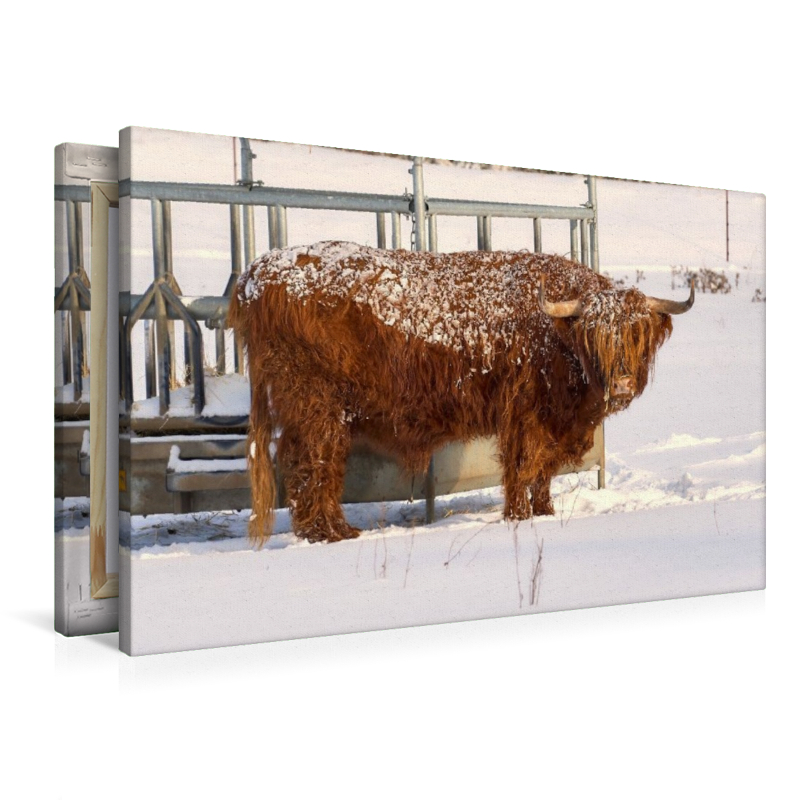Winterkönig