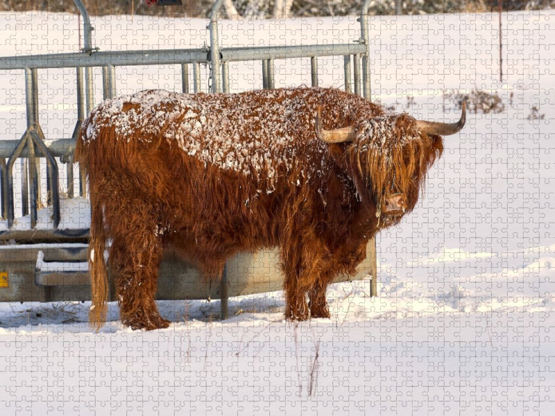 Winterkönig