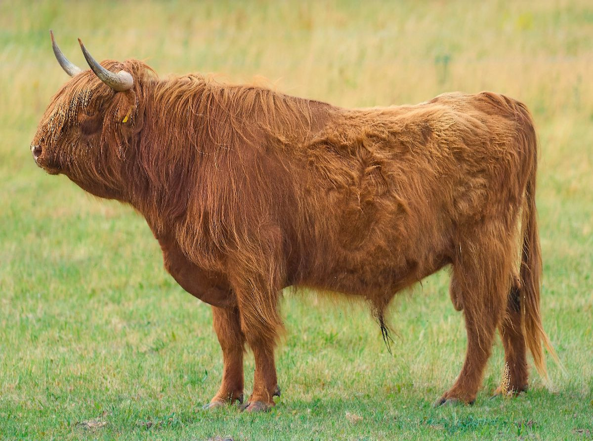 Stolzer Hüter der Weide