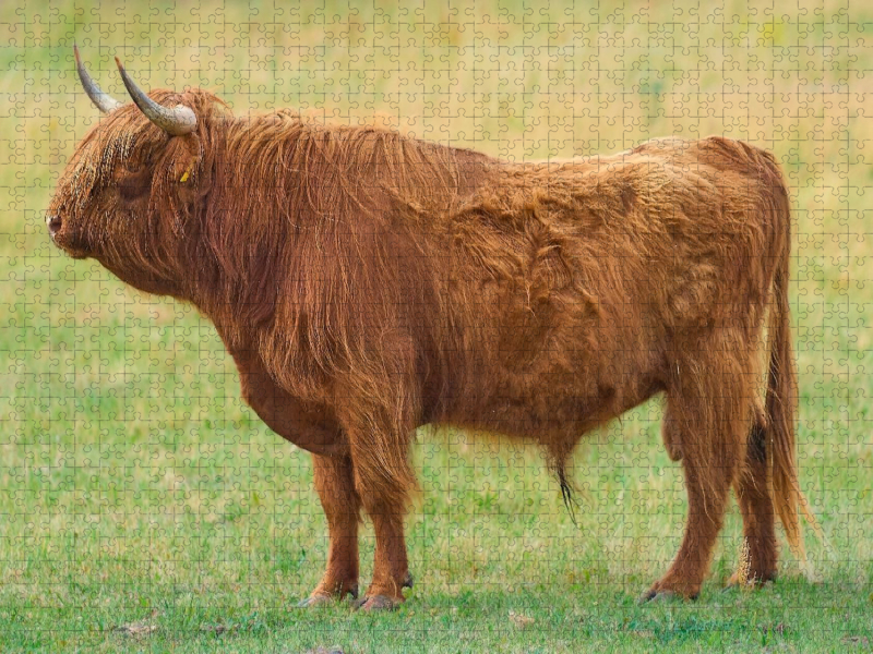 Stolzer Hüter der Weide