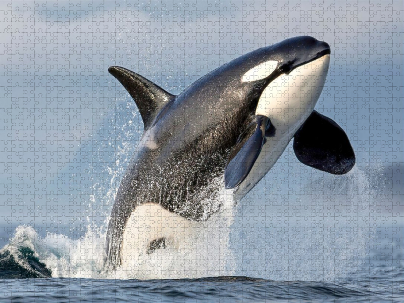 Kraftvoller Sprung aus dem Wasser