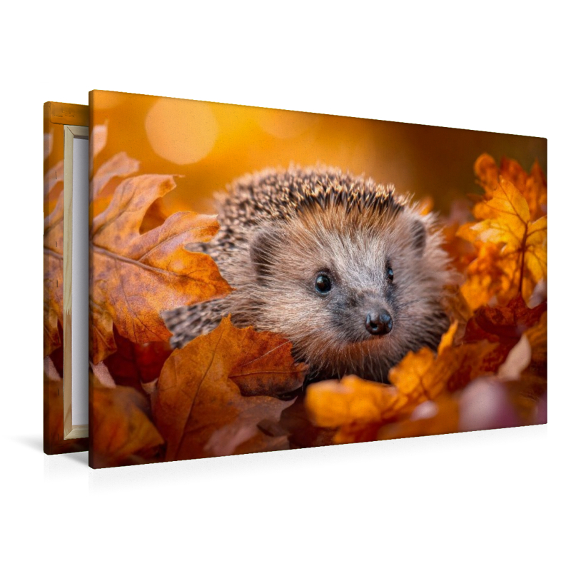 Igel - Goldene Herbstmomente