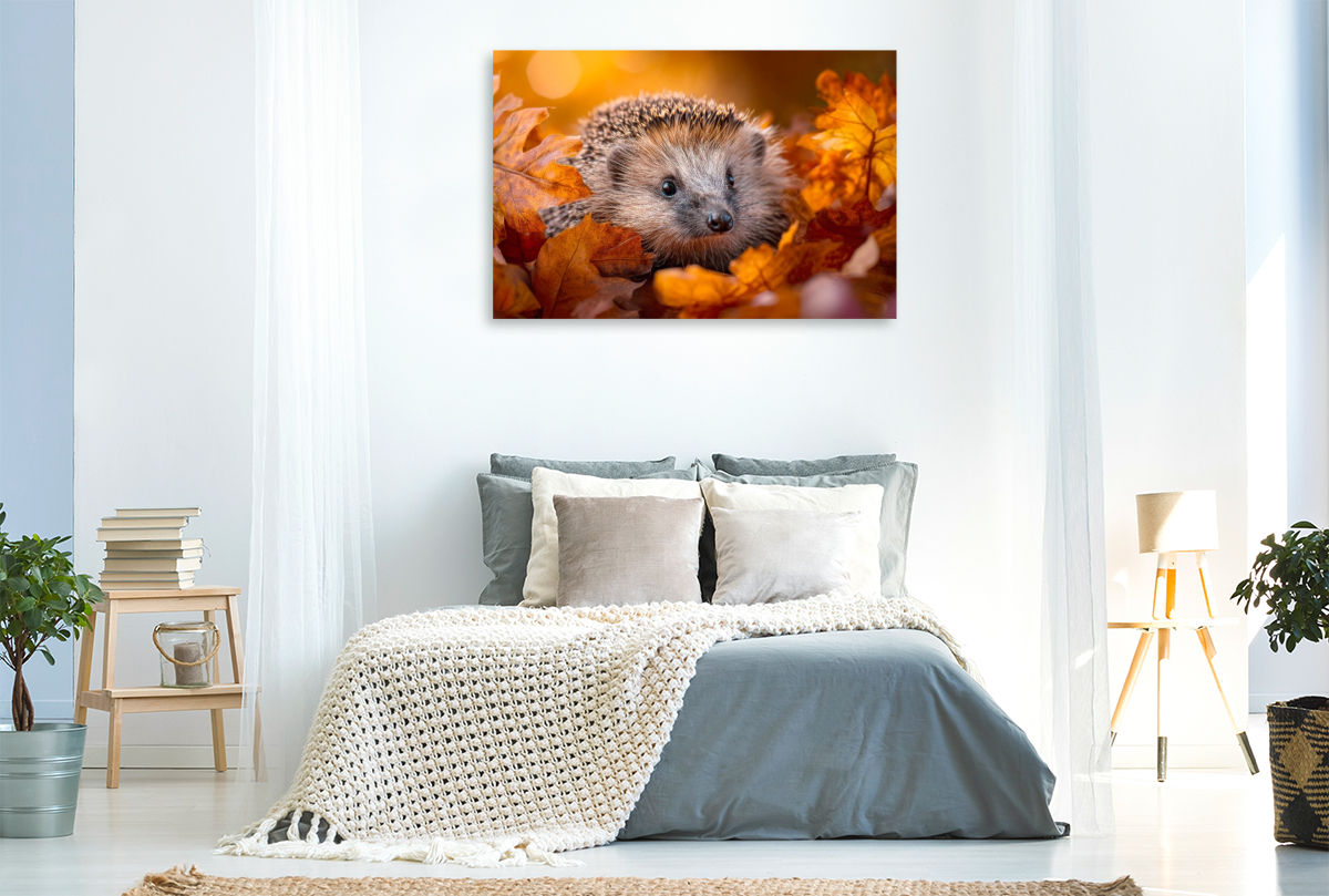 Igel - Goldene Herbstmomente