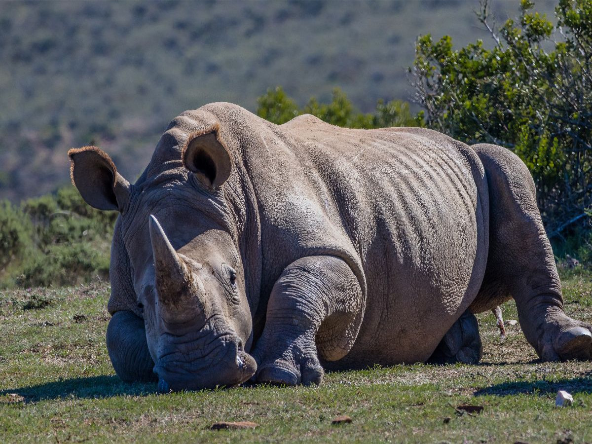 blickkontakt mit einem breitmaulnashorn irgendwo in südafrika