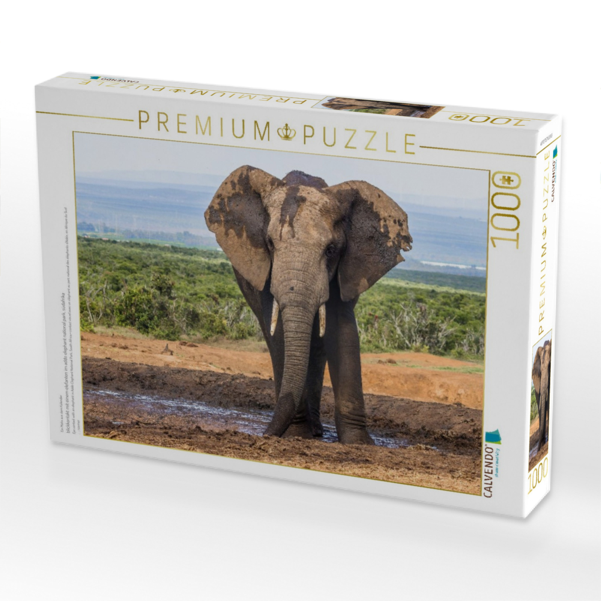 blickkontakt mit einem elefanten im addo elephant national park, südafrika
